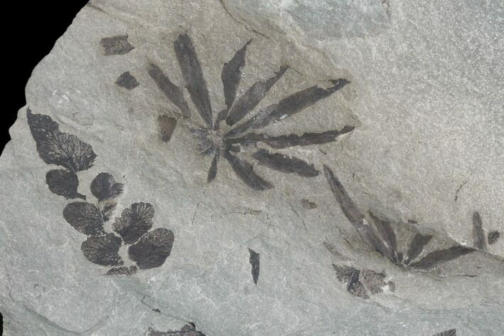 Pennsylvanian Fossil Flora (Neuropteris & Annularia) Plate - Kentucky #126252